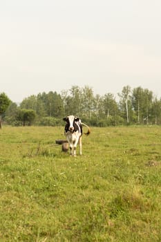 cows eating grass on a green meadow and a Sunny day