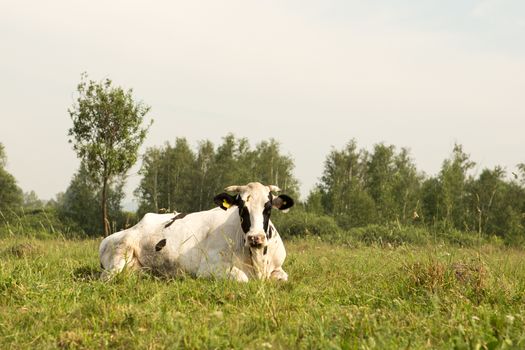 cows eating grass on a green meadow and a Sunny day
