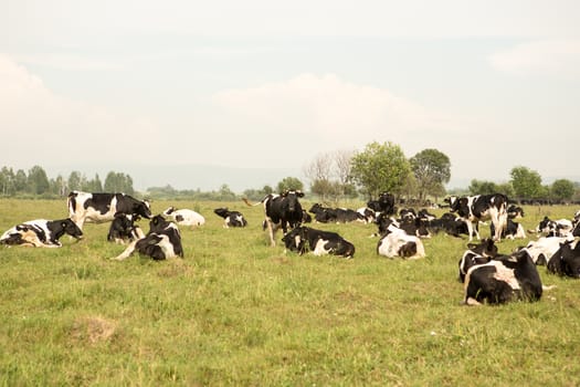 cows eating grass on a green meadow and a Sunny day