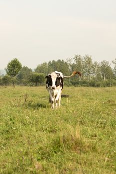 cows eating grass on a green meadow and a Sunny day