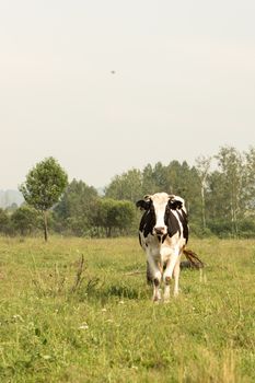 cows eating grass on a green meadow and a Sunny day