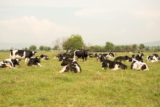 cows eating grass on a green meadow and a Sunny day