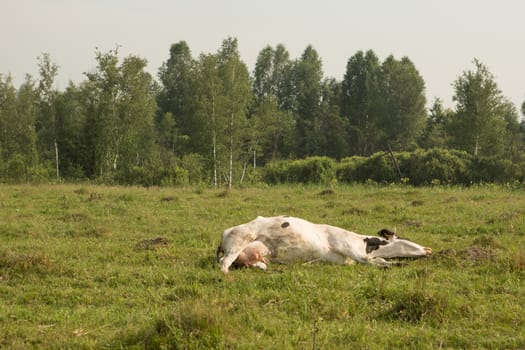 cows eating grass on a green meadow and a Sunny day