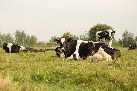 cows eating grass on a green meadow and a Sunny day