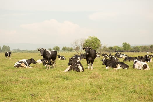 cows eating grass on a green meadow and a Sunny day