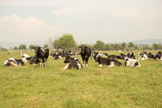 cows eating grass on a green meadow and a Sunny day
