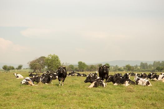 cows eating grass on a green meadow and a Sunny day