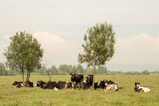 cows eating grass on a green meadow and a Sunny day