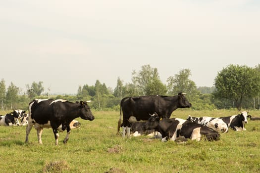 cows eating grass on a green meadow and a Sunny day