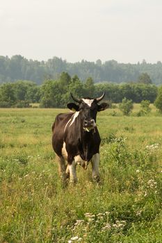cows eating grass on a green meadow and a Sunny day