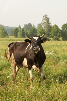 cows eating grass on a green meadow and a Sunny day