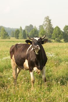 cows eating grass on a green meadow and a Sunny day