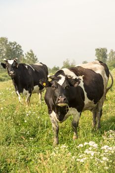 cows eating grass on a green meadow and a Sunny day