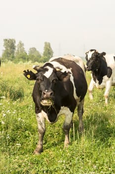 cows eating grass on a green meadow and a Sunny day