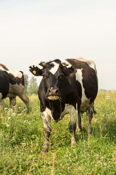 cows eating grass on a green meadow and a Sunny day