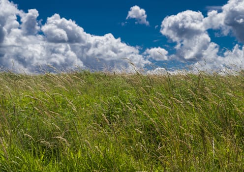 Spring nature, landscape in wyken croft park, UK