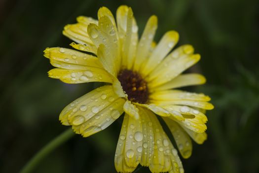 Closeup of beautiful yellow flowers in the garden