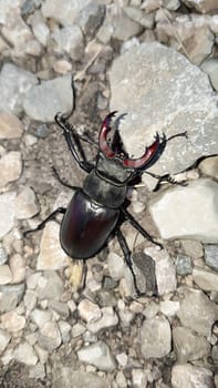 Stag Beetle on grey Background  -  Lucanus cervus (Linnaeus, 1758)