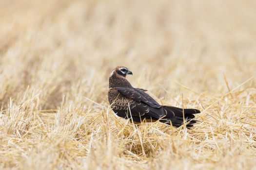 Circus pygargus on the wheat field, beautiful bird, photo-hunting
