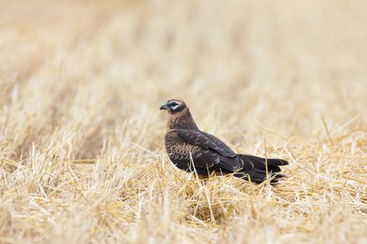 Circus pygargus on the wheat field, beautiful bird, photo-hunting