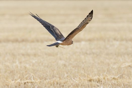 Circus pygargus on the wheat field, beautiful bird, photo-hunting