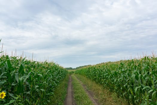 road through corn fields, nature, village, summer, Russia