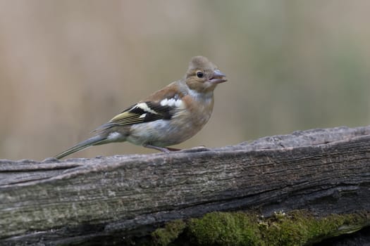 A female chaffinch perched on an old gate looking to the right with copy text space around