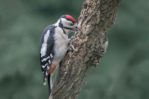 Great spotted woodpecker perched on a tree with its beak in the trunk against a natural green background