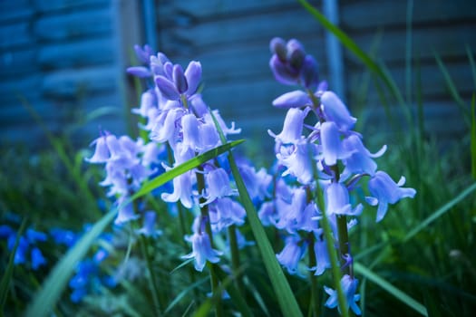 Spring close-up beautiful blue flowers blossoms in the garden