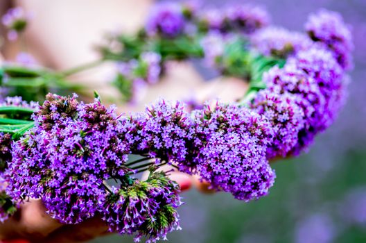 purple flower wreath on hands on nature background