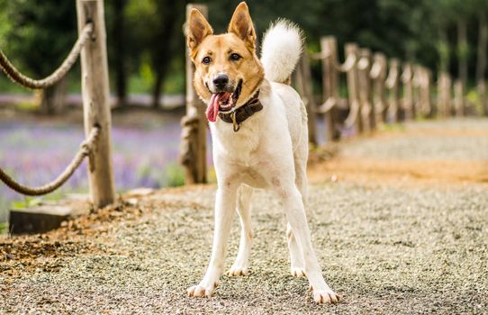 playing funny dog on nature background