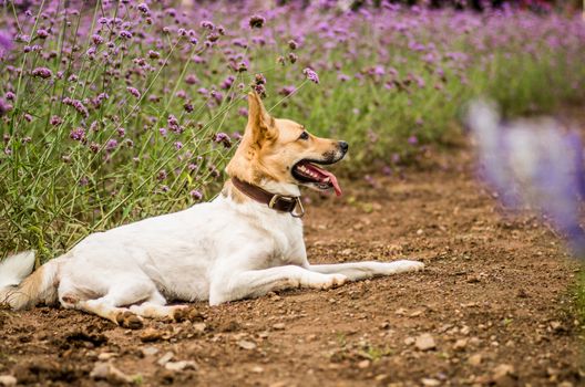 funny dog laying on the ground between flowers