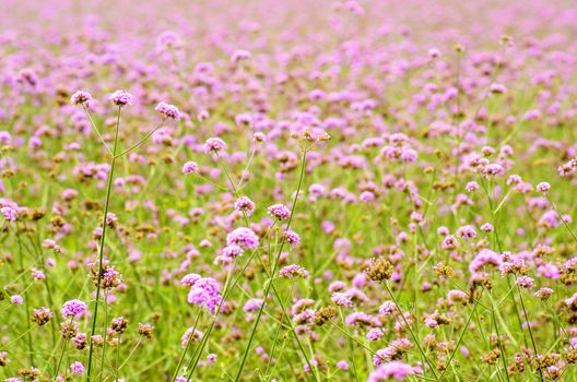 purple flowers on the meadow