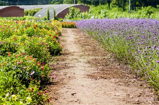 farm with flower lawns