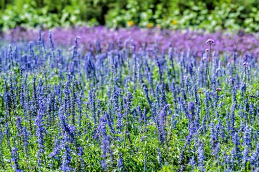 purple flowers on the meadow