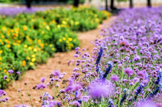 farm with flower lawns