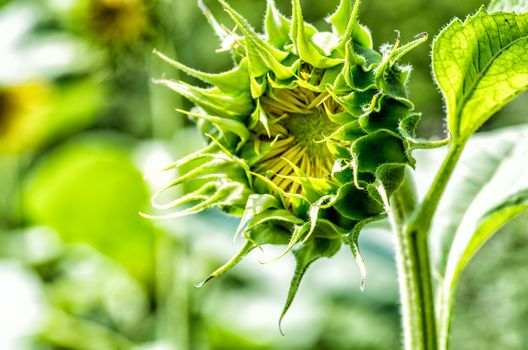 sunflower on the nature background