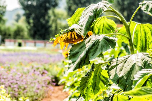 sunflower on the nature background