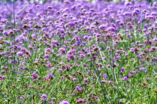 farm with flower lawns