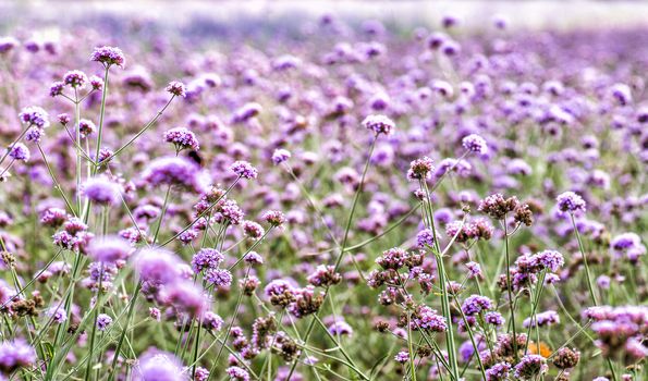 purple flowers on the meadow