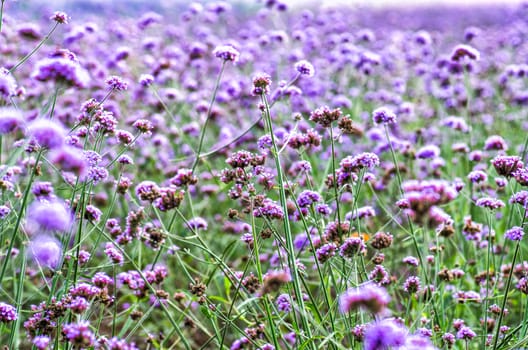 purple flowers on the meadow