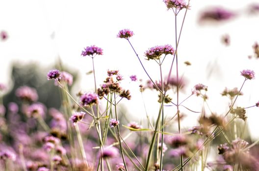 purple flowers on the meadow