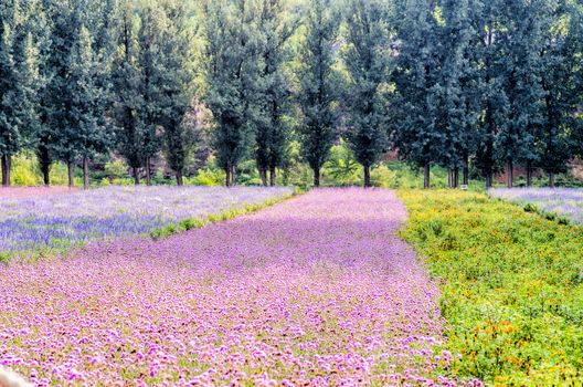 farm with bright flower lawns