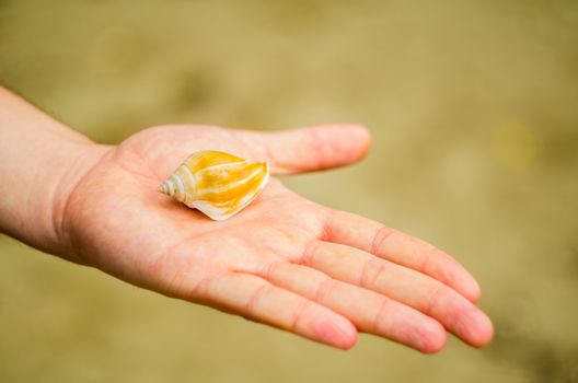 hand with a beautiful conch