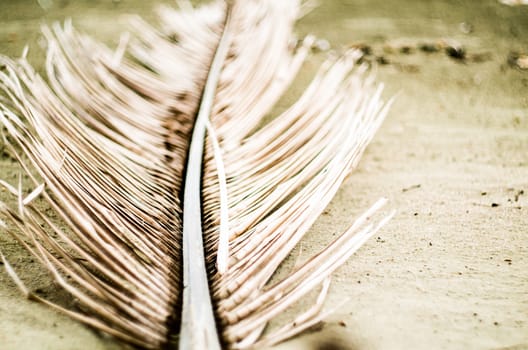 palm tree leaf laying on the sand