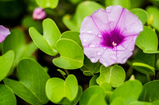 beautiful purple flower on the green leaves background