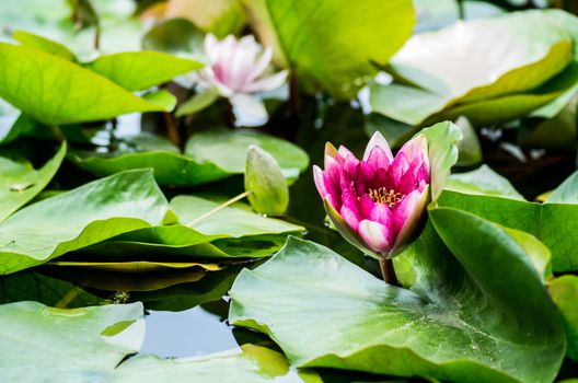 bright lotus in the lake on nature background