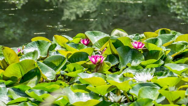 bright lotus in the lake on nature background