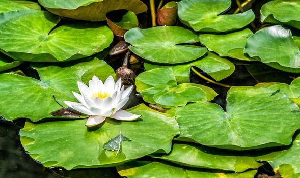 bright lotus in the lake on nature background