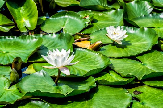 bright lotus in the lake on nature background